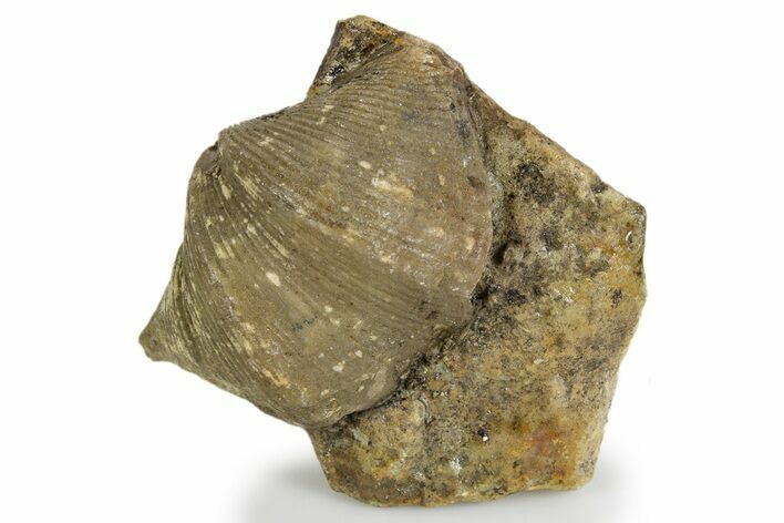 Fossil Brachiopod (Cyrtospirifer) - Russia #322155